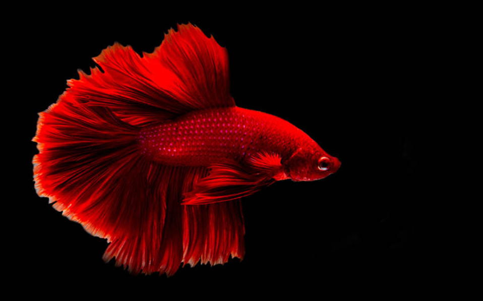 What is the Red Betta Fish and How to Care for It?